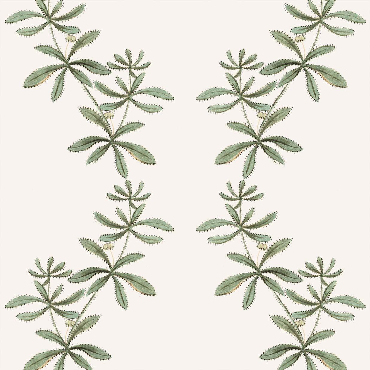 Catchweed Wallpaper
